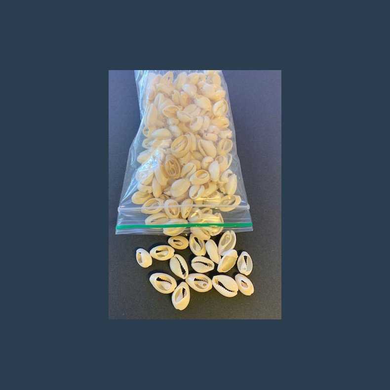 Perler muslinge skaller elfenben 15-18 mm